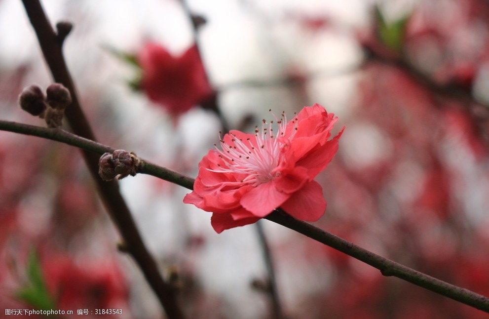 桃花红花风景美