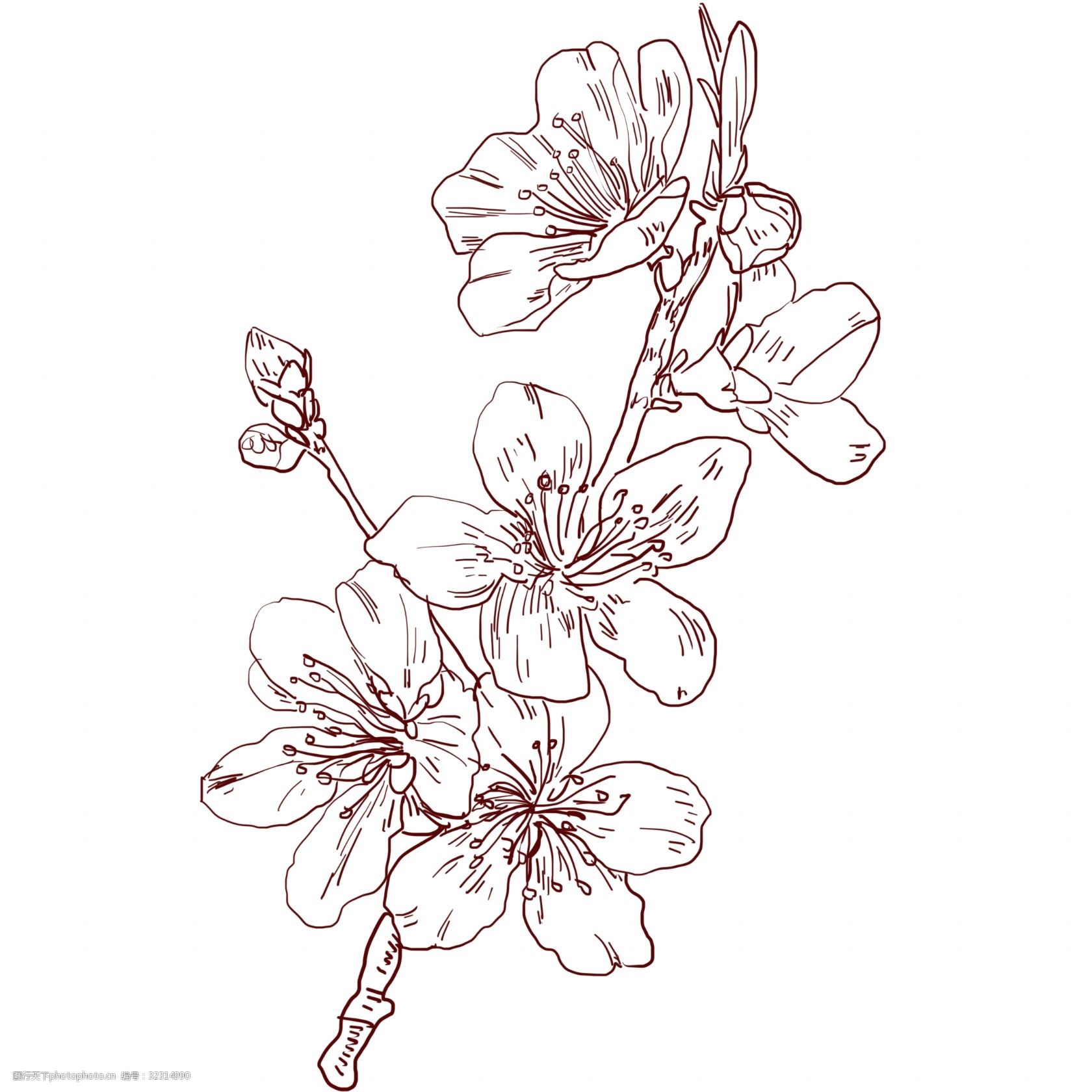线描的杏花花卉插画