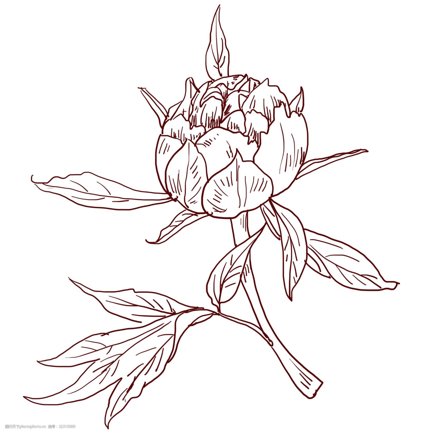 关键词:线描鲜花花枝插画 线描花卉花朵 手绘花朵插画 漂亮的花枝