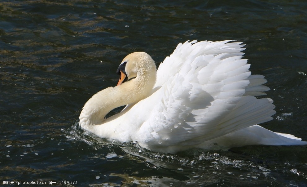 关键词:水里的白天鹅 湖面 动物 洁白 白色 美丽 天鹅 摄影 生物世界