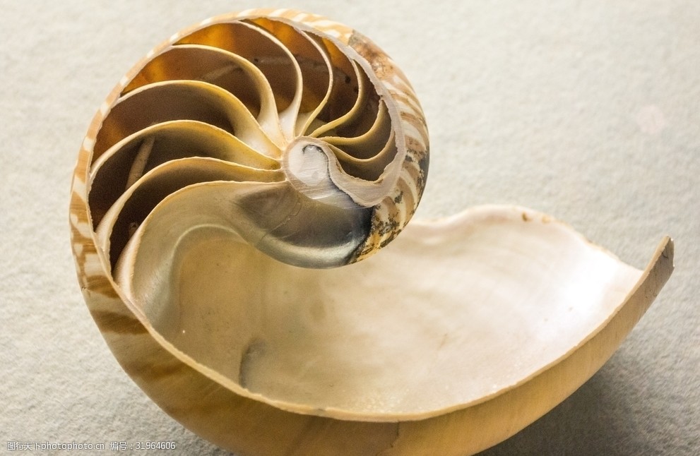 贝壳旋螺贝壳海螺
