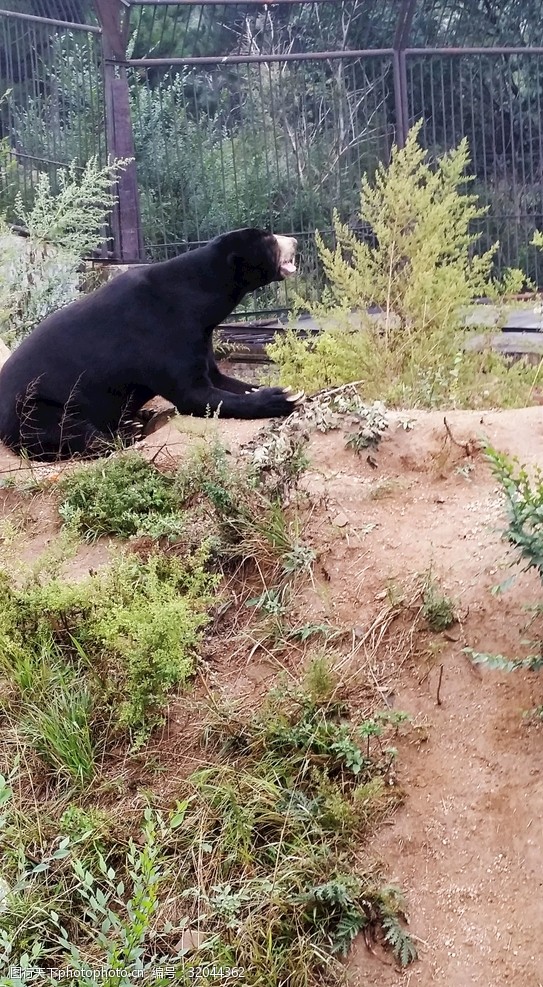 北京八达岭野生动物园熊