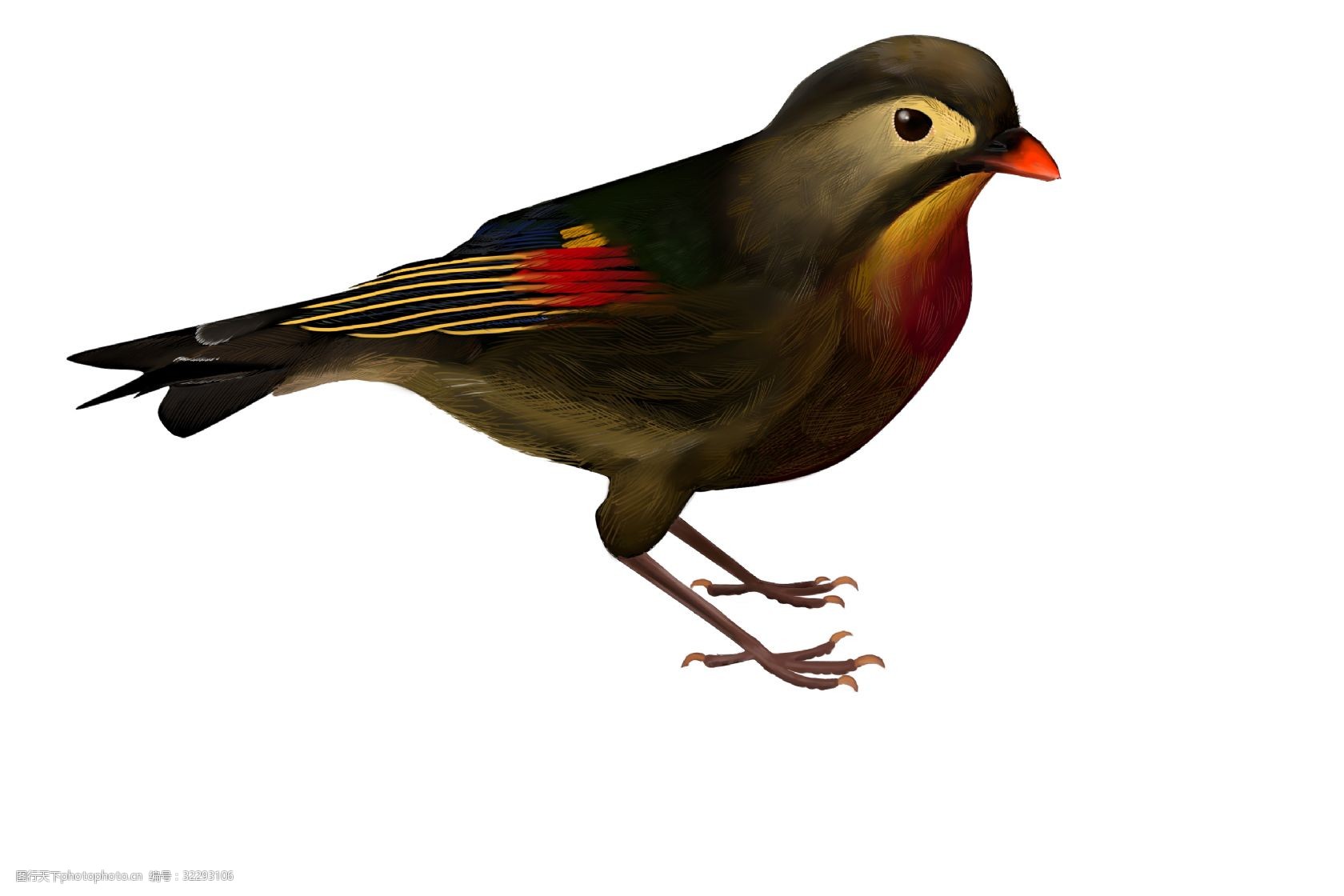 动物小鸟插画 黑色的小鸟 可爱的小鸟 仿真插画 卡通插画 动物插画