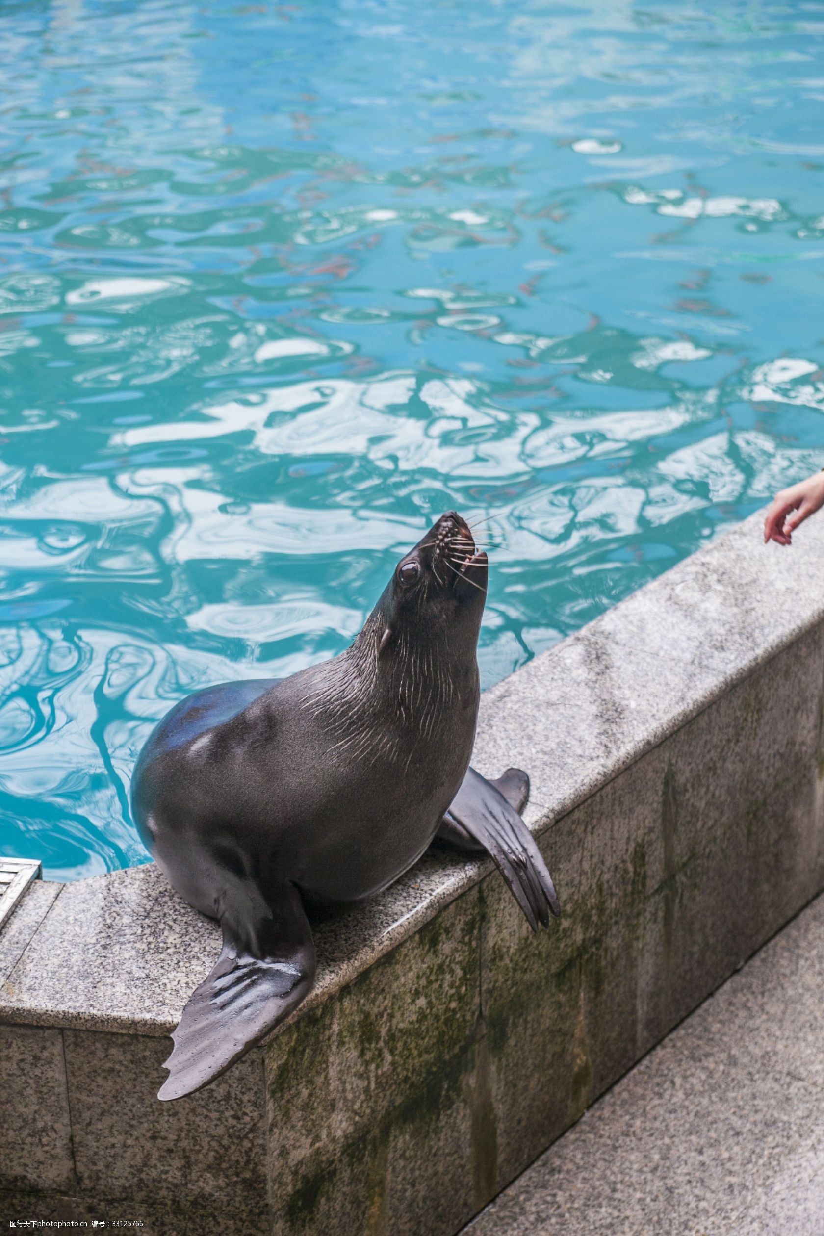 摄影图动物园常见动物3