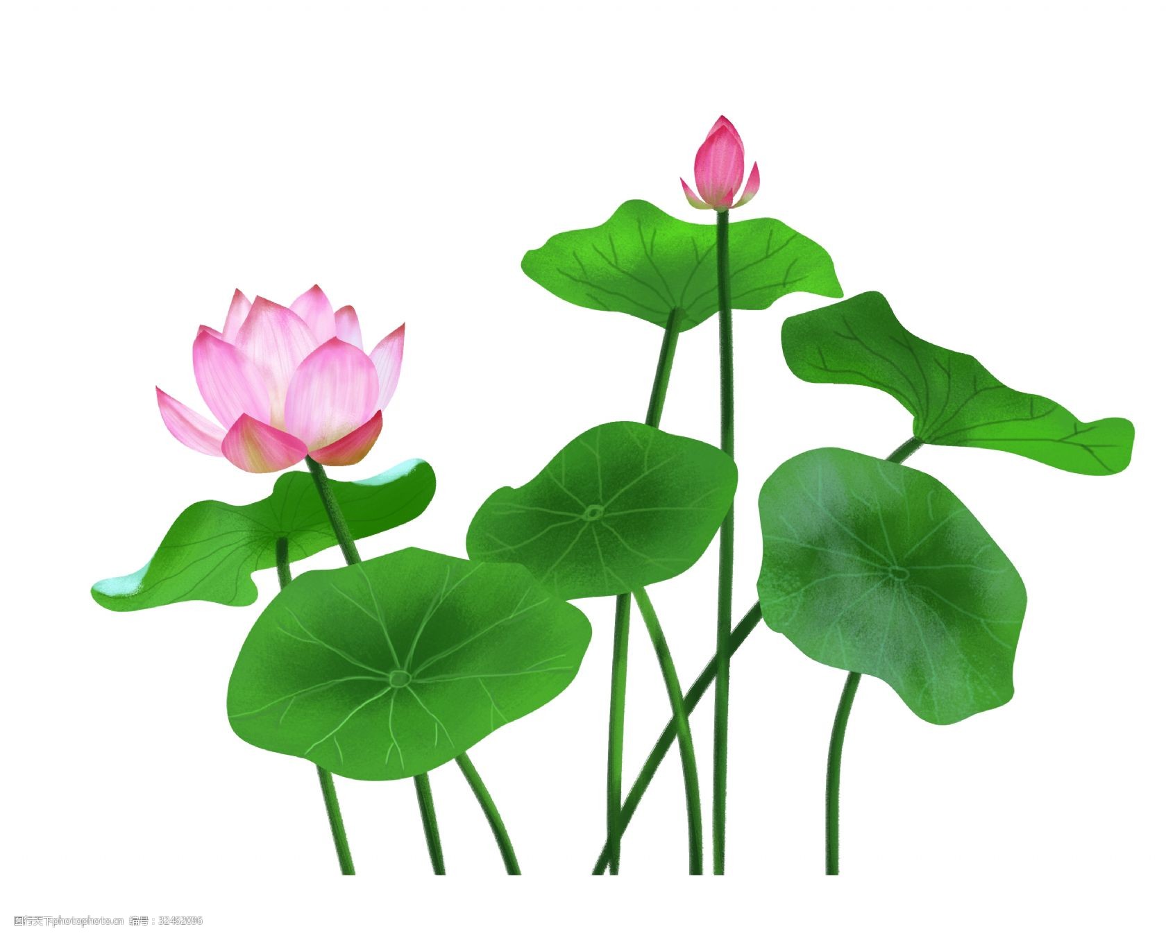 粉色荷花荷叶装饰图片-图行天下图库
