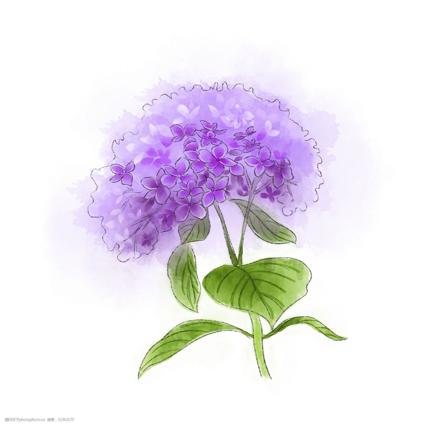紫色绣球花卡通图片
