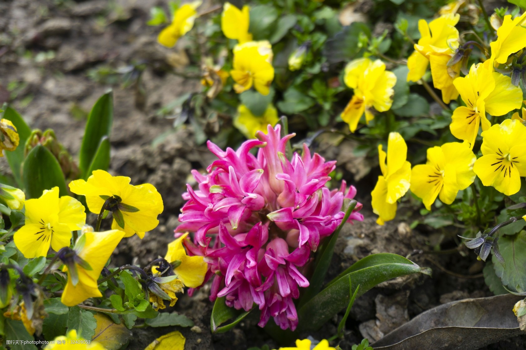 春天公园常见的花图片
