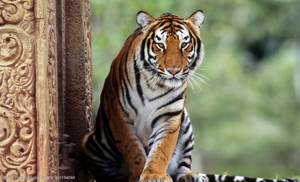 關鍵詞:動物攝影圖 動物世界 攝影圖 生物世界 老虎 矯健 兇猛 特寫