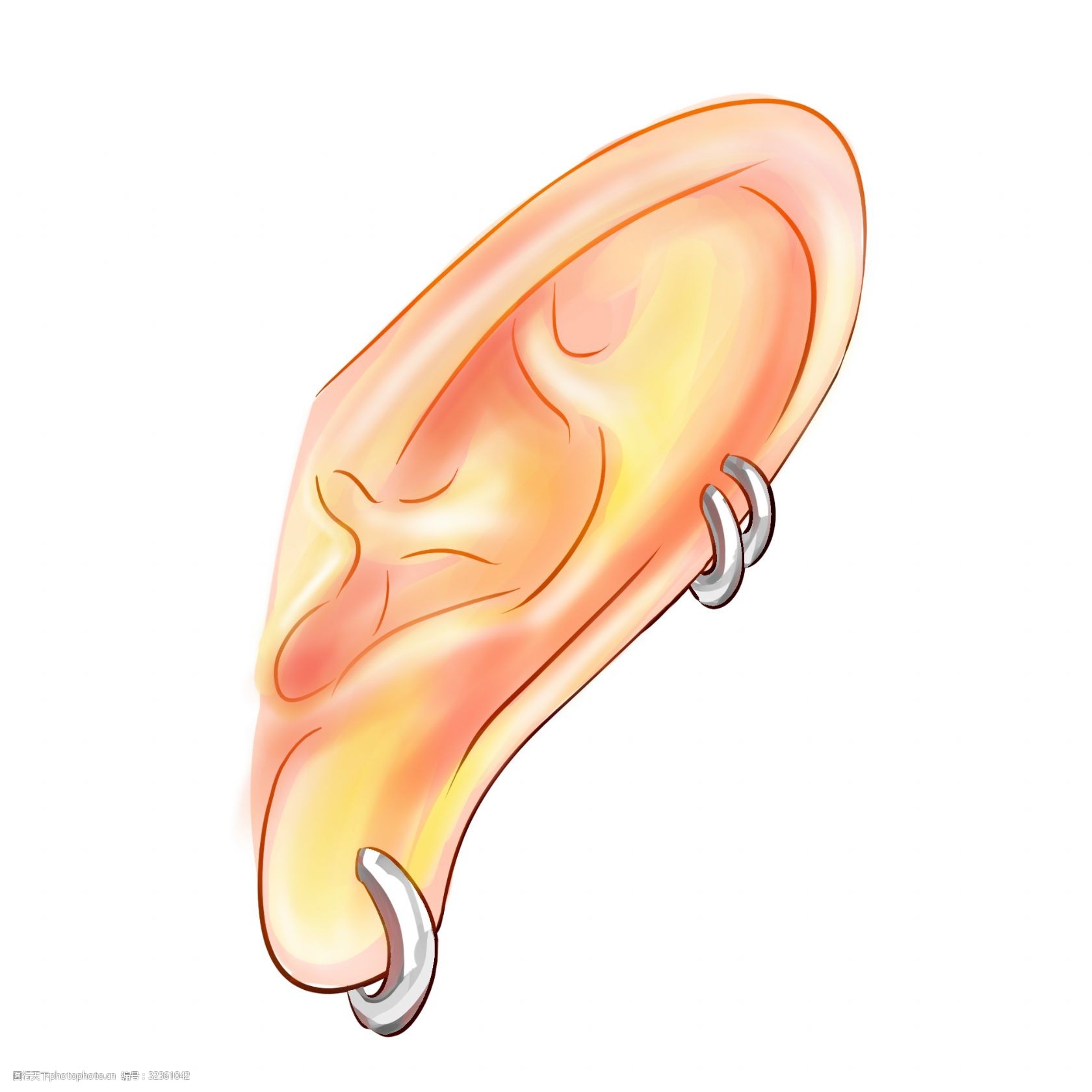 关键词:耳朵器官卡通插画 耳朵的器官 卡通插画 人体器官 五官 器官