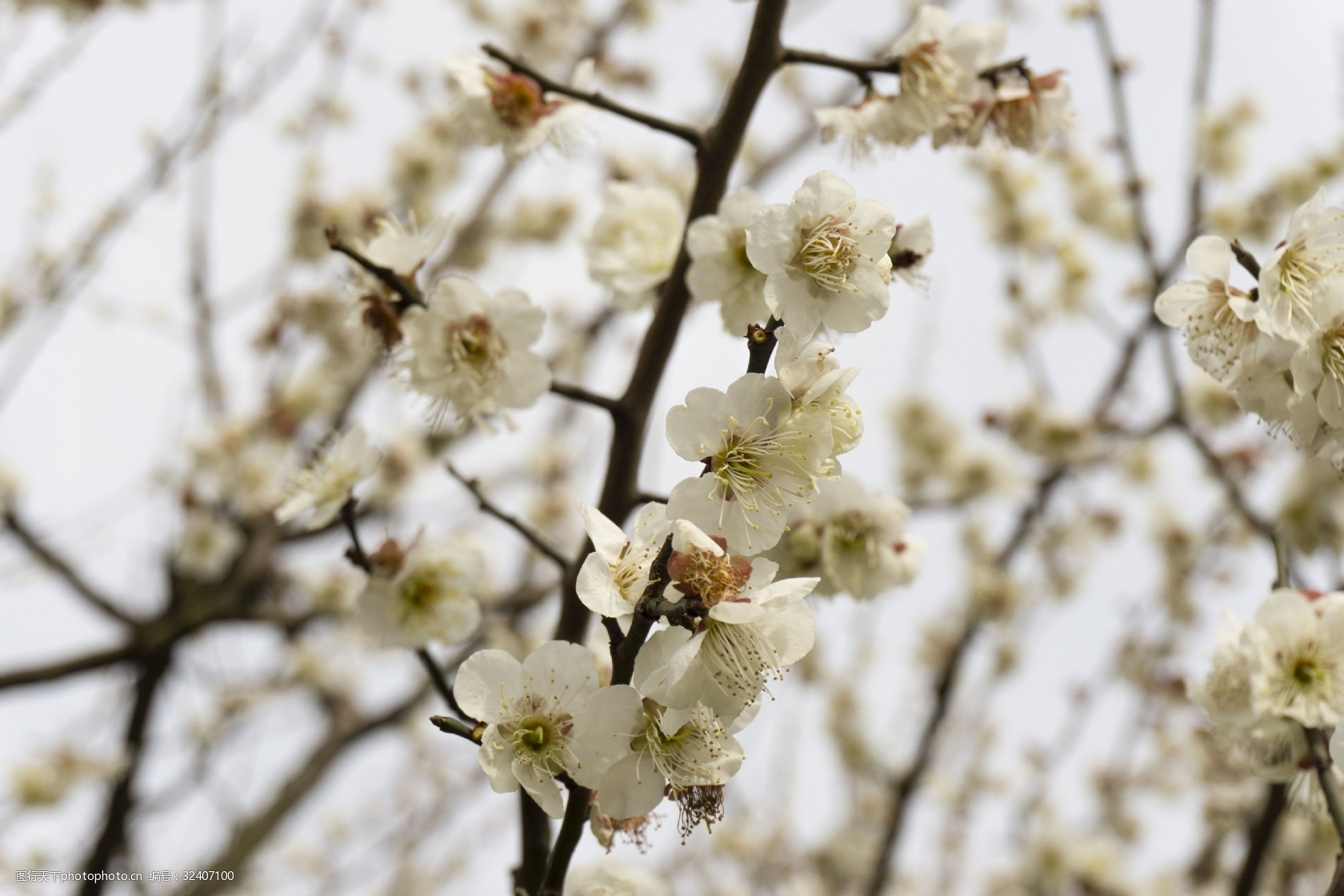 阳光下公园白色梅花摄影