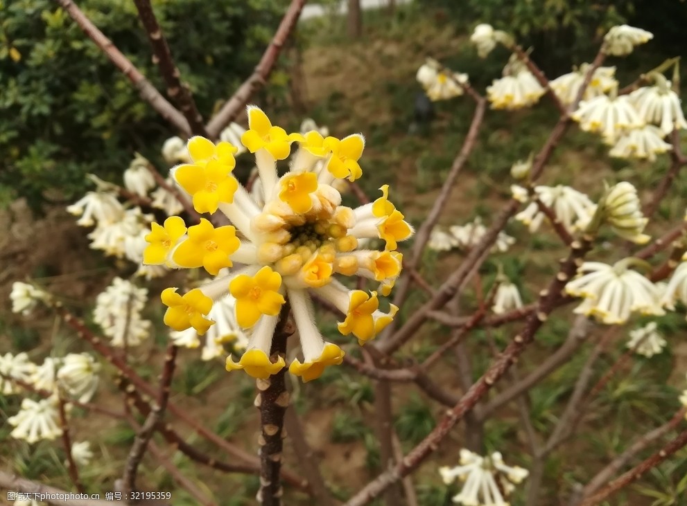 梦花爱情花迎春花