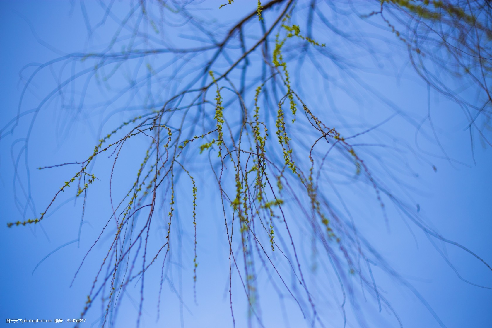 春天时刻柳树发芽仰拍