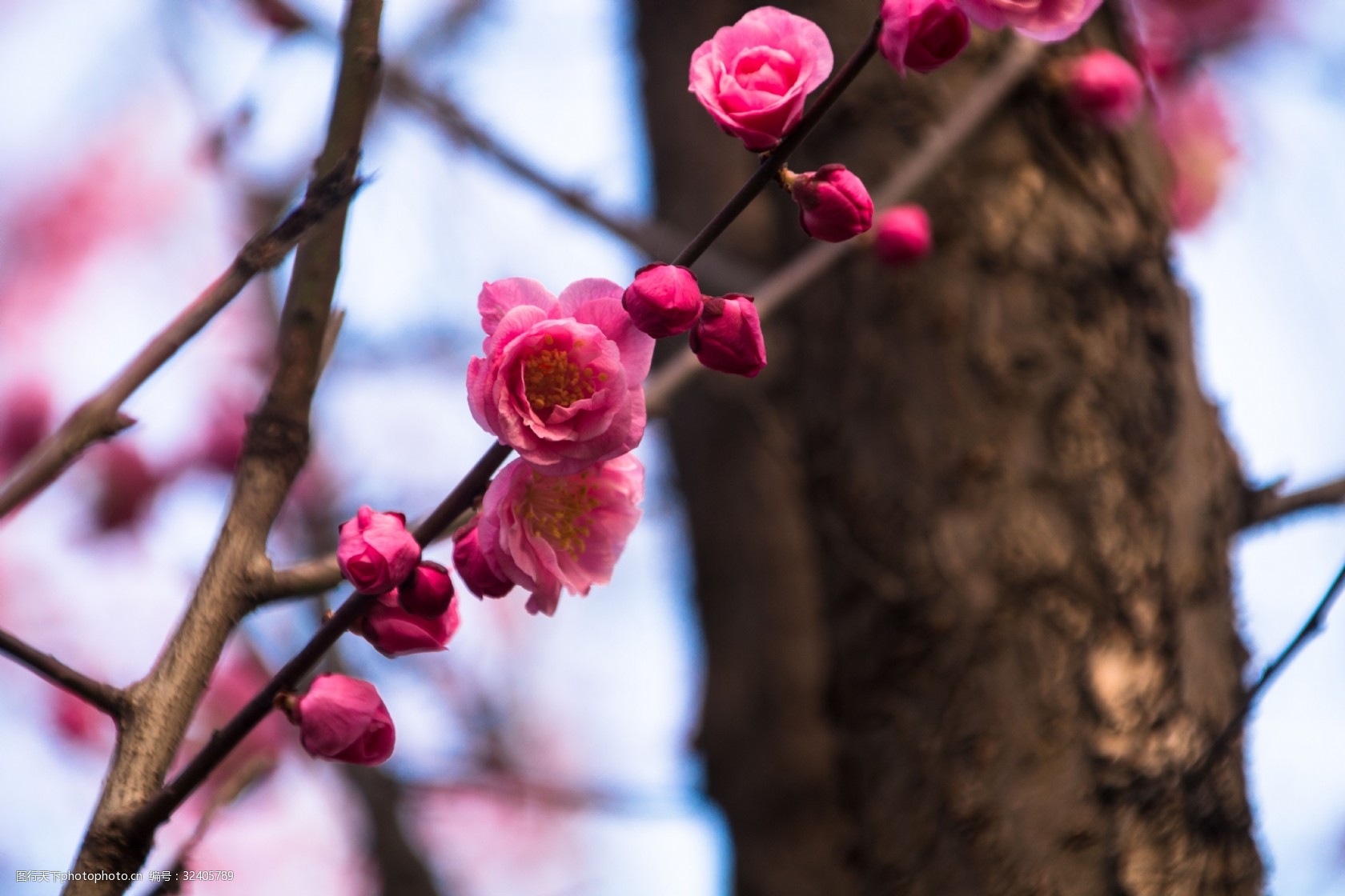 关键词:春季天空梅花花朵背景 春季 唯美 粉色 梅花海报背景 花 花朵