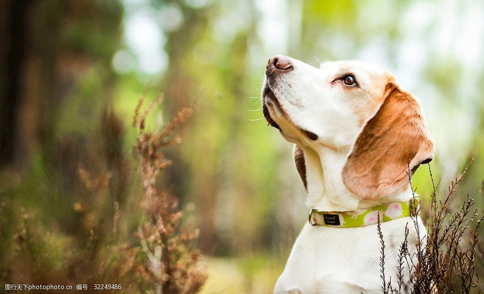 风景狗狗狗昂头的狗狗