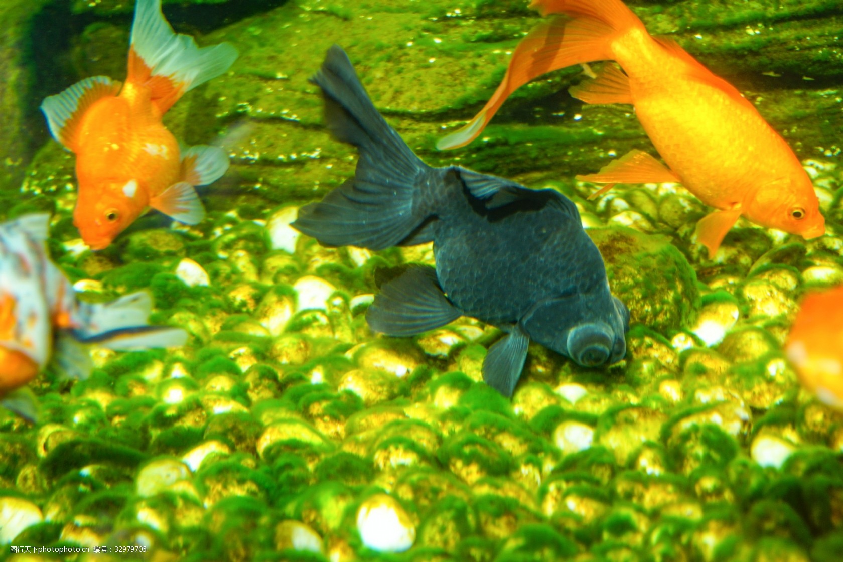 水族箱里面黑色金色摄影