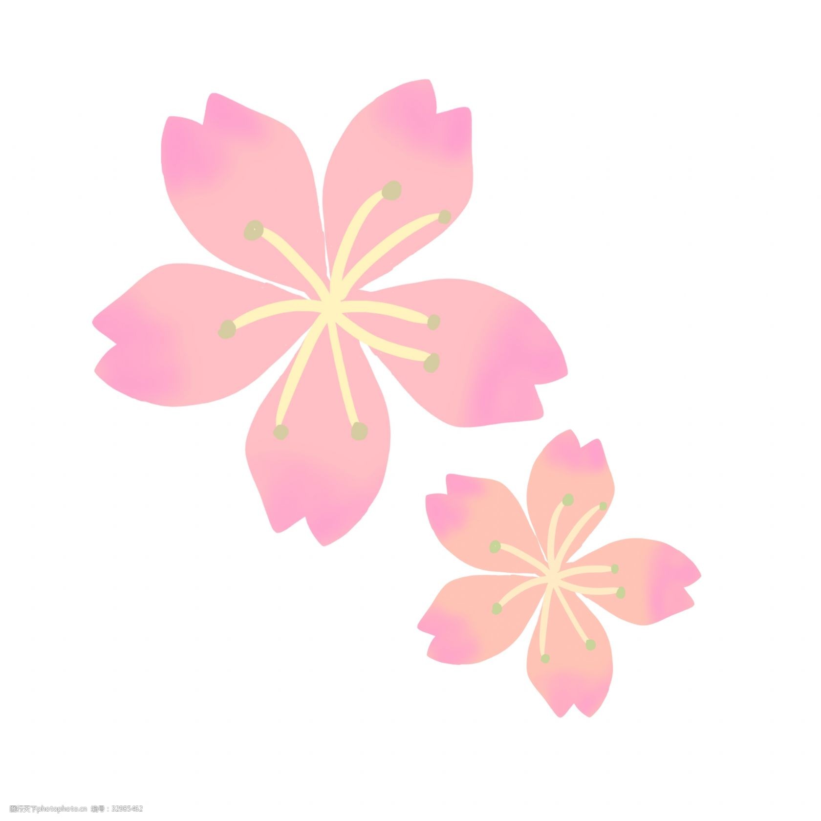 粉色的樱花 美丽的樱花 绽放的樱花 卡通插画 樱花插画 花朵插画 鲜花