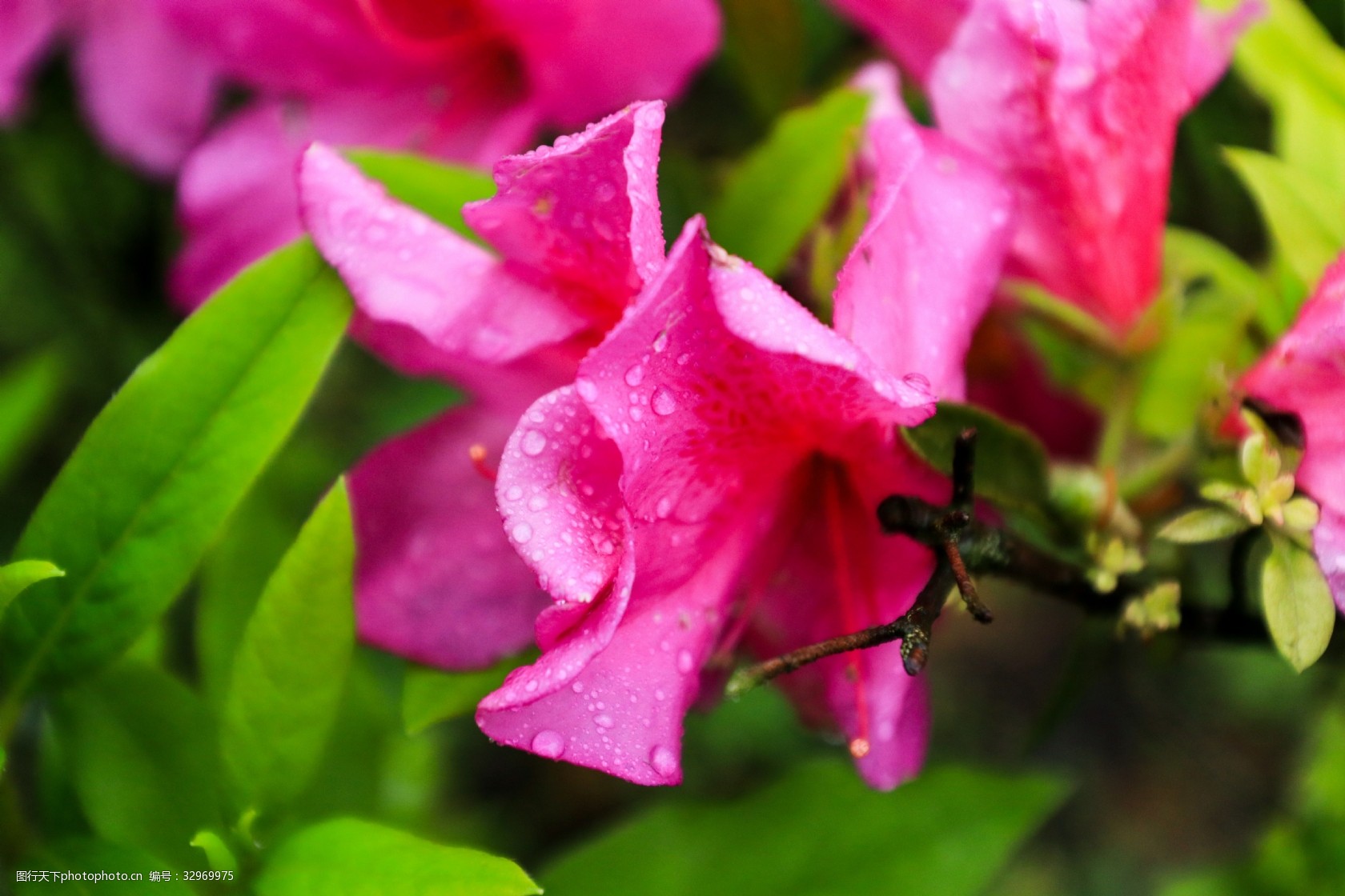 春天粉色山茶花摄影免费下载粉色花朵山图片-图行天下图库