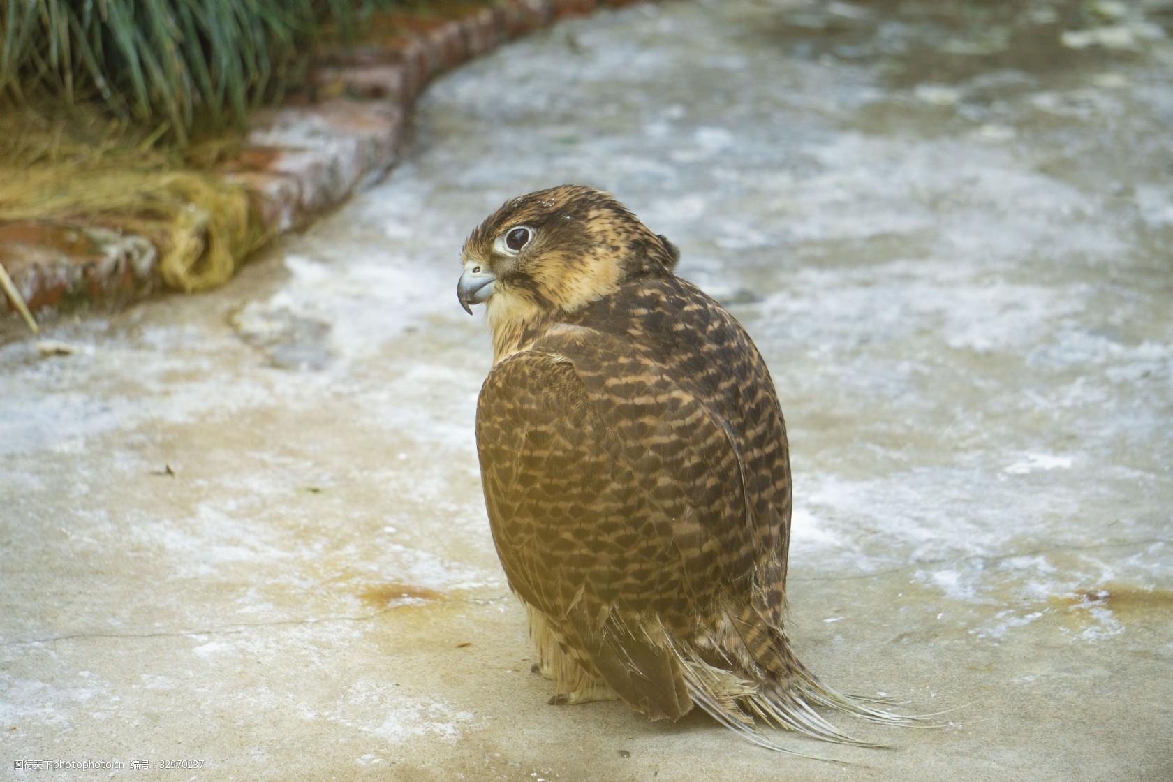 关键词:红顶夜鸫照片摄影 红顶夜鸫 动物 禽类 鸟 飞行动物 猫头鹰