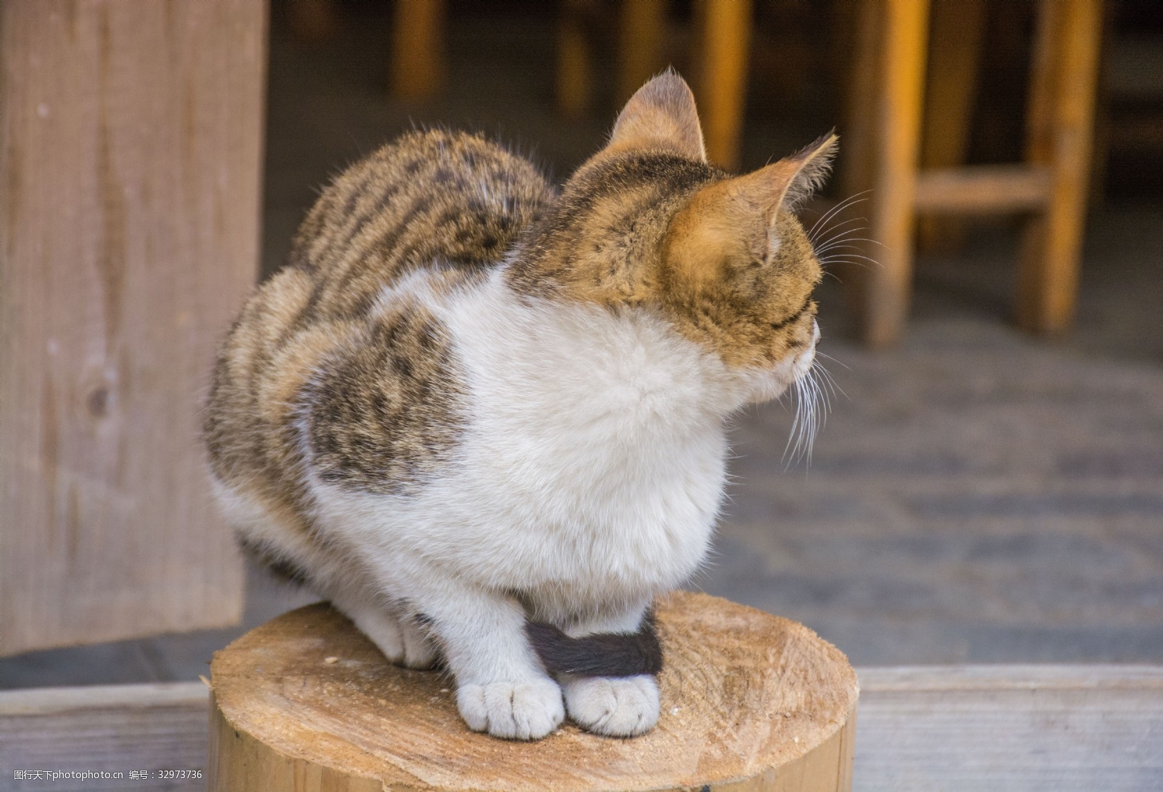 侧蹲着的猫图片