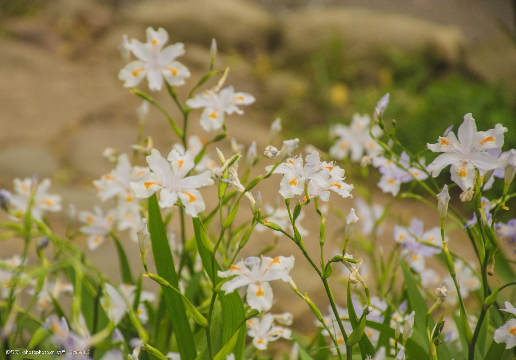 绿叶里的鸢尾花丛图片-图行天下图库