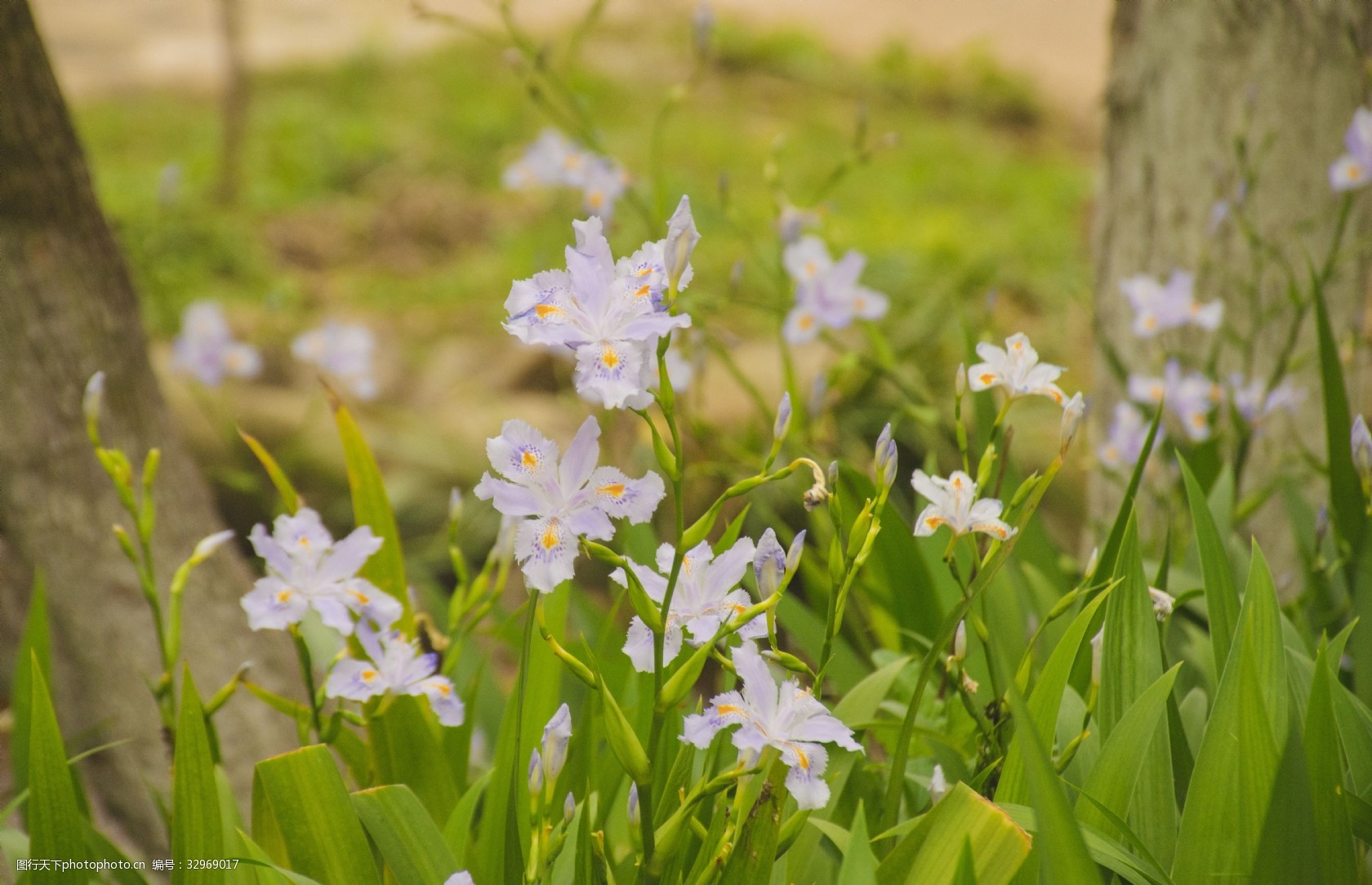 鸢尾花 蓝紫色花 黄色 绿色 植物 花卉 绿叶 春天 花丛 花草 摄影