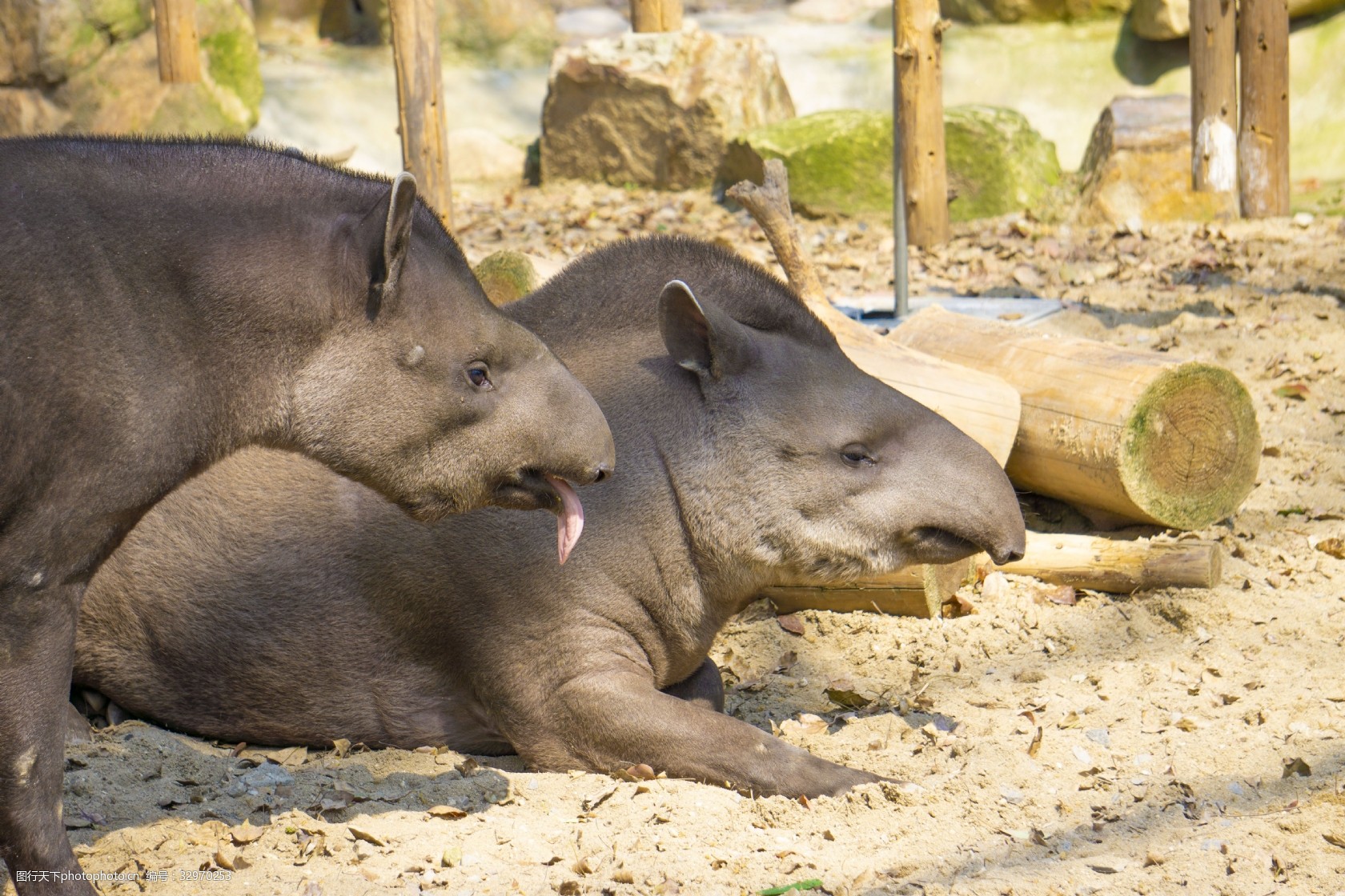 關鍵詞:南美洲低地貘動物攝影 低地貘 貘科 國家保護動物 熱帶動物