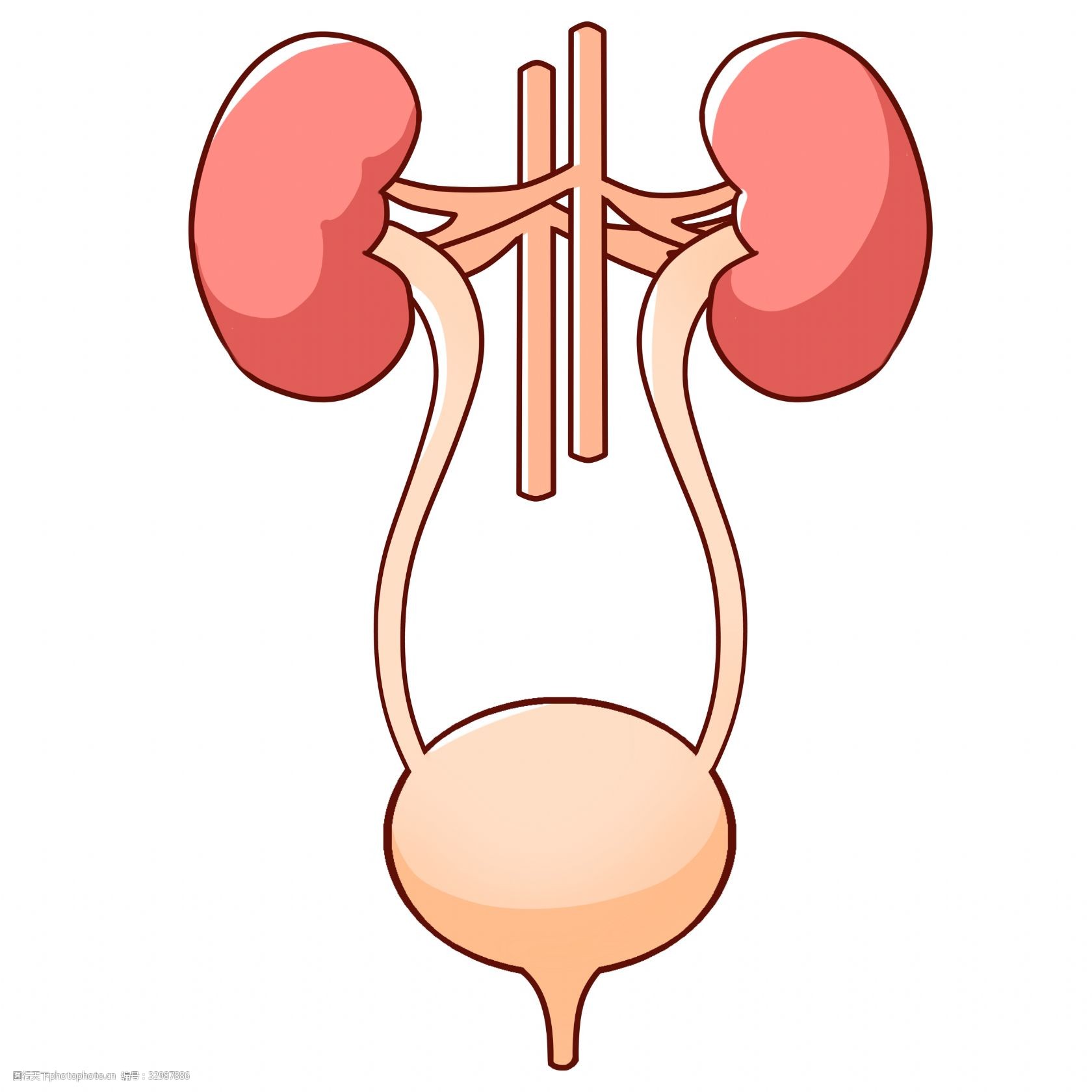 图2-76 输尿管变异类型(示意图)-泌尿外科临床解剖学-医学