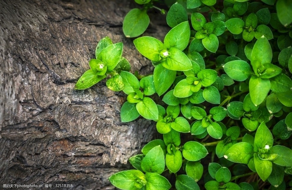 大自然綠色植物素材紋理貼圖4k