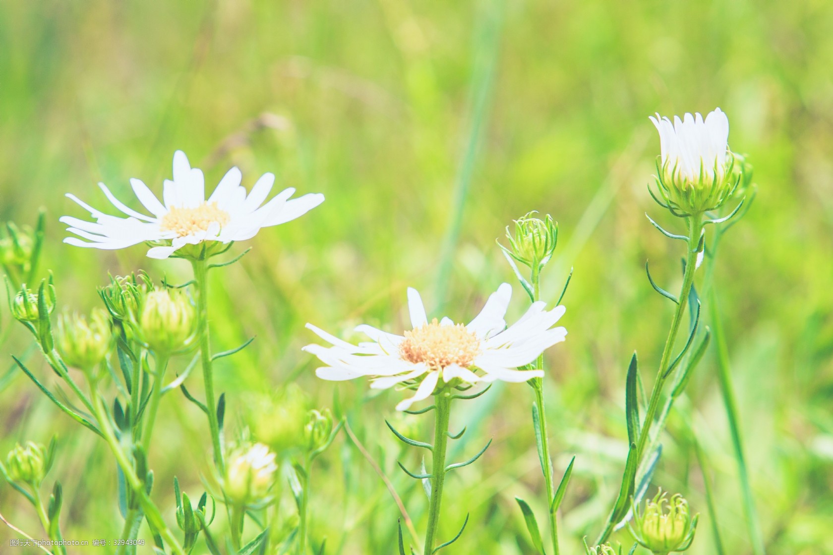 草地上的野花高清素材图片-图行天下图库