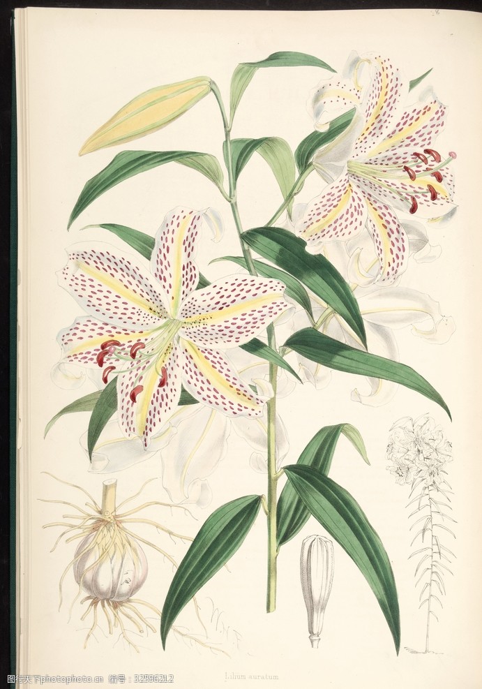 欧式美式手绘自然植物本草插画