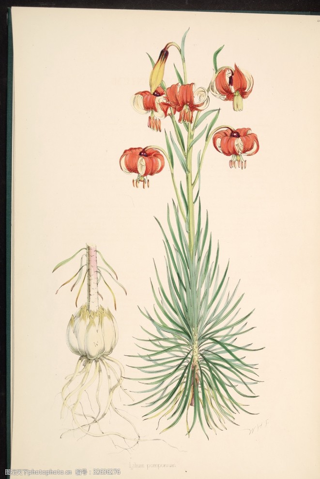 欧式美式手绘自然植物本草插画