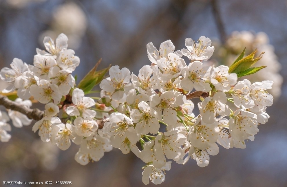 白色花朵圖片素材壁紙4k花朵圖