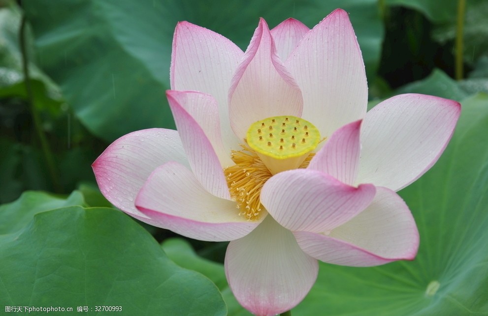 荷花照片莲花廉政建设清