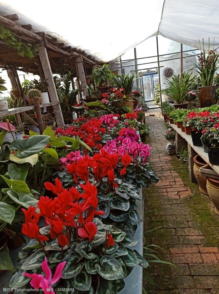 花卉温室大棚