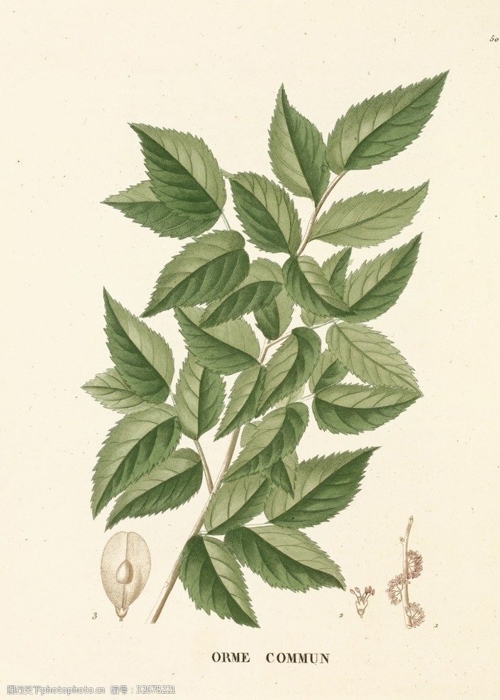 欧式美式手绘植物插画