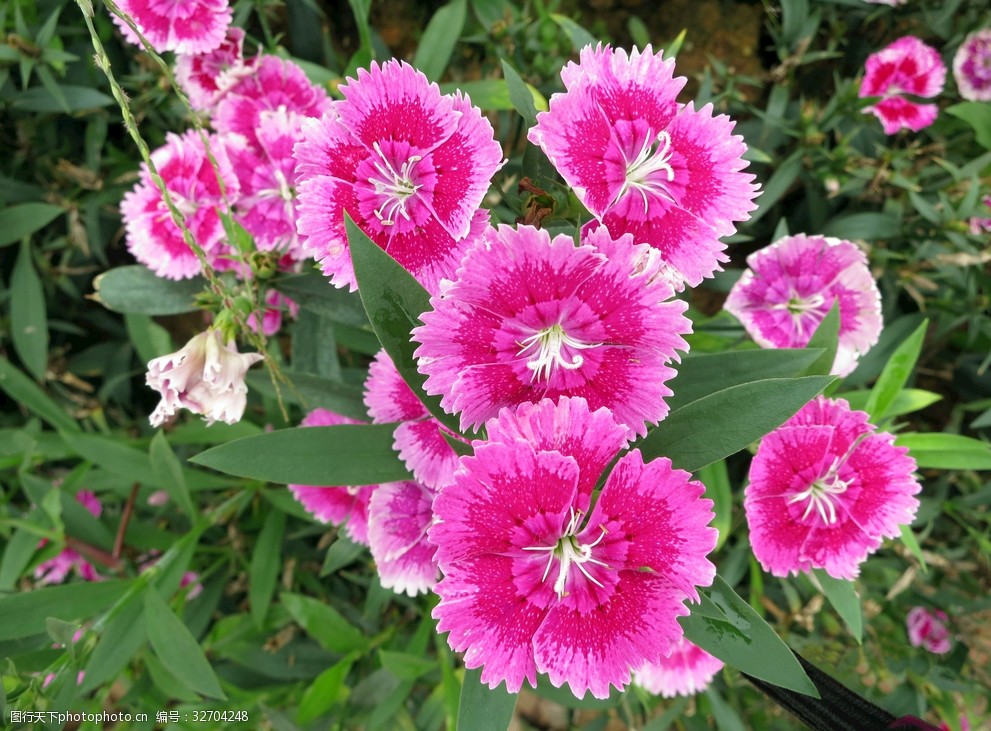 鲜艳的铅笔屑花特写