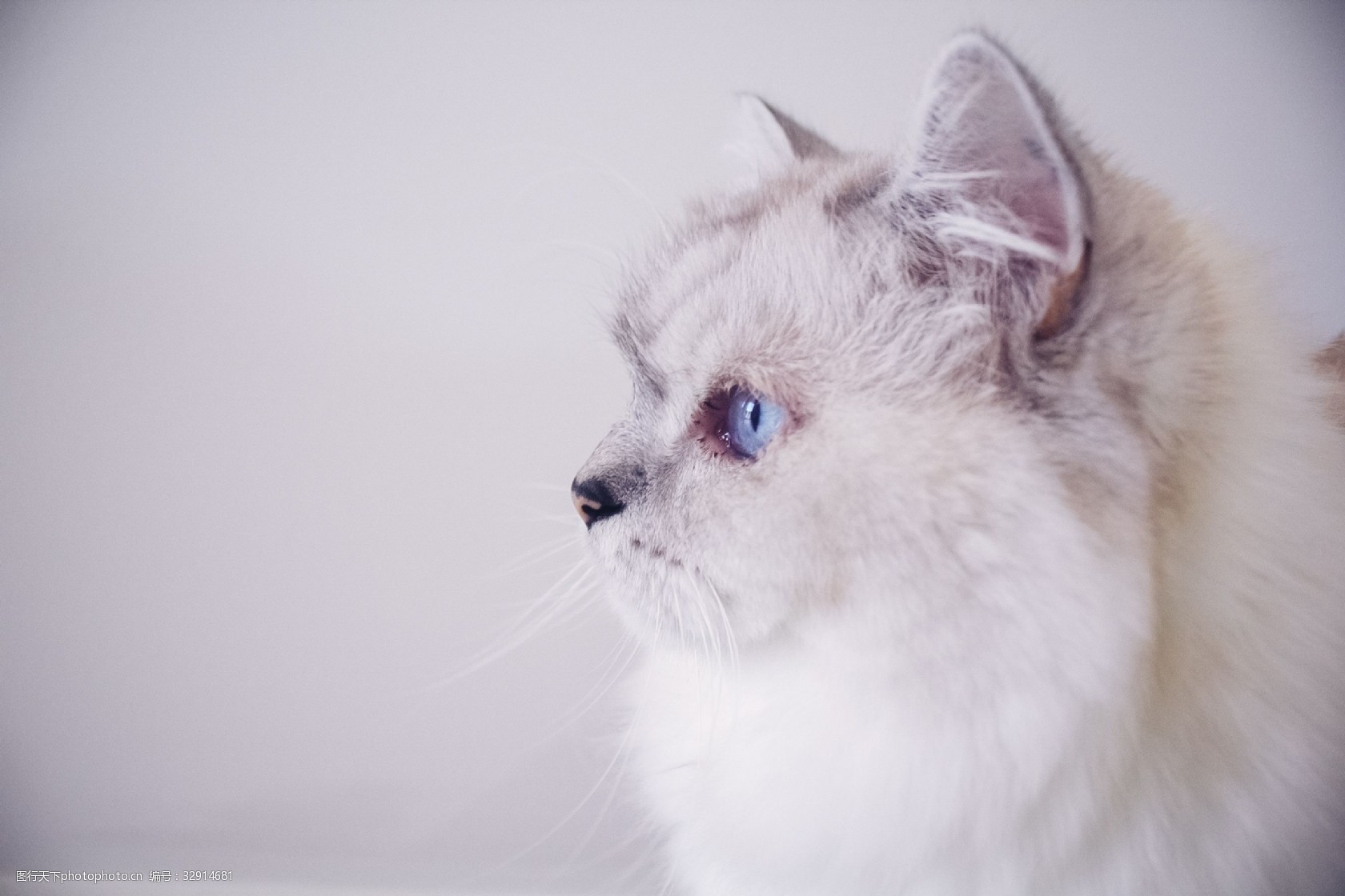 蓝眼睛布偶猫的侧脸特写