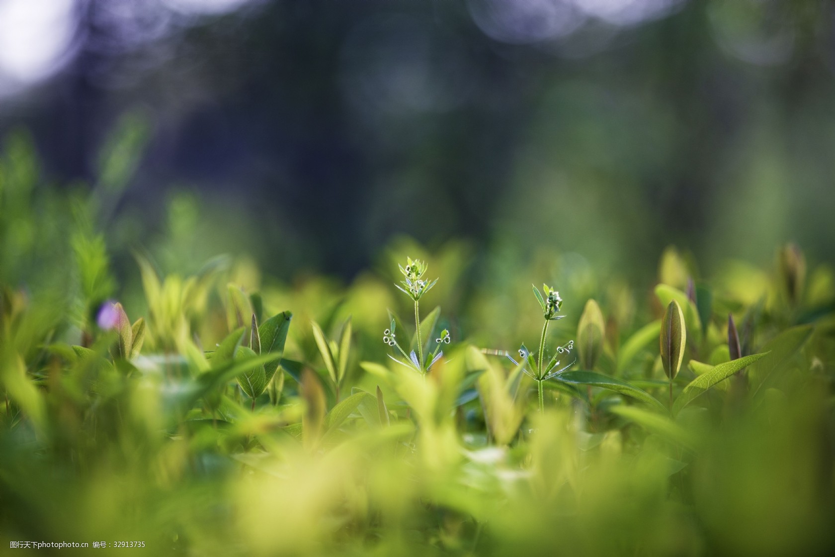 關鍵詞:植物商用攝影陽光 植物 商用 攝影 陽光 背景 簡約 綠色 通透