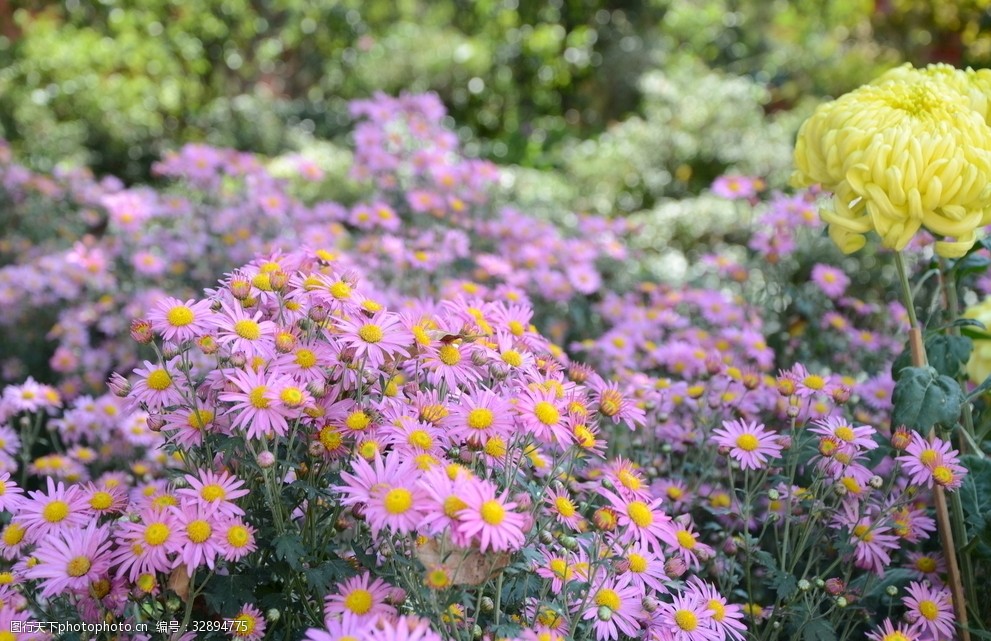 菊花自然风光花草鲜花