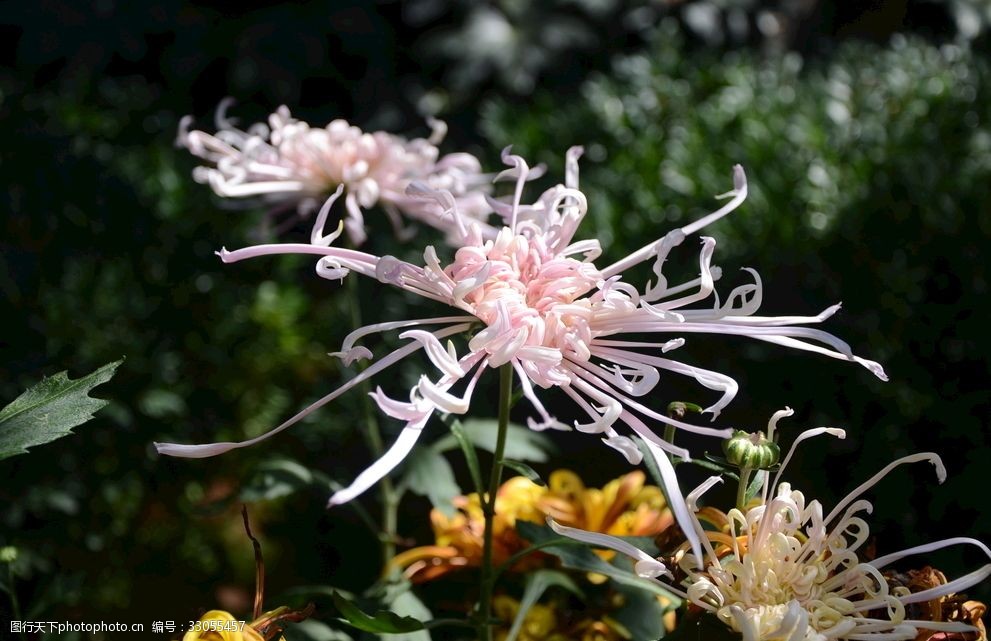 關鍵詞:菊花 秋菊 植物 花卉 賞菊 小花 花草 含苞待放 小菊花 雛菊