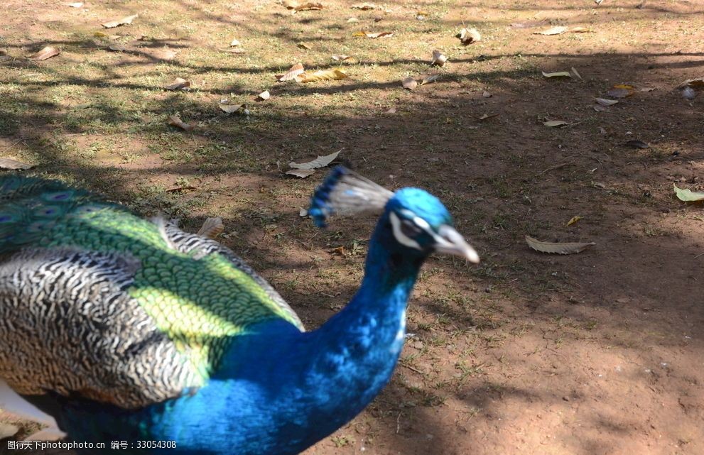 綠孔雀孔雀小鳥雲南動物