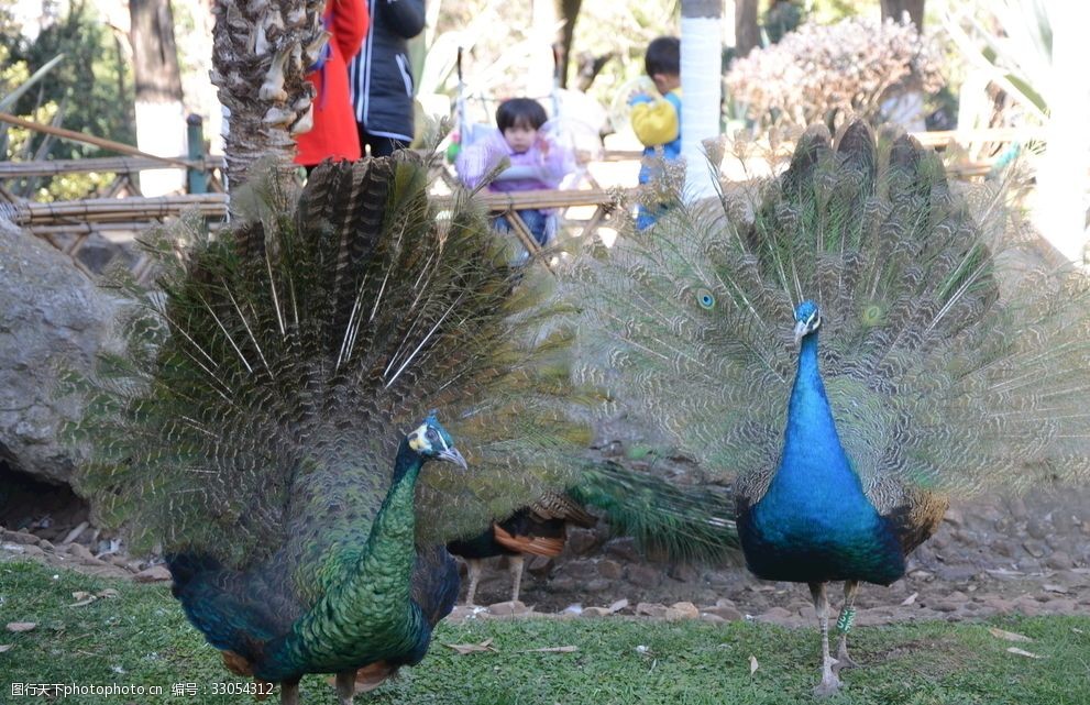 绿孔雀孔雀小鸟云南动物