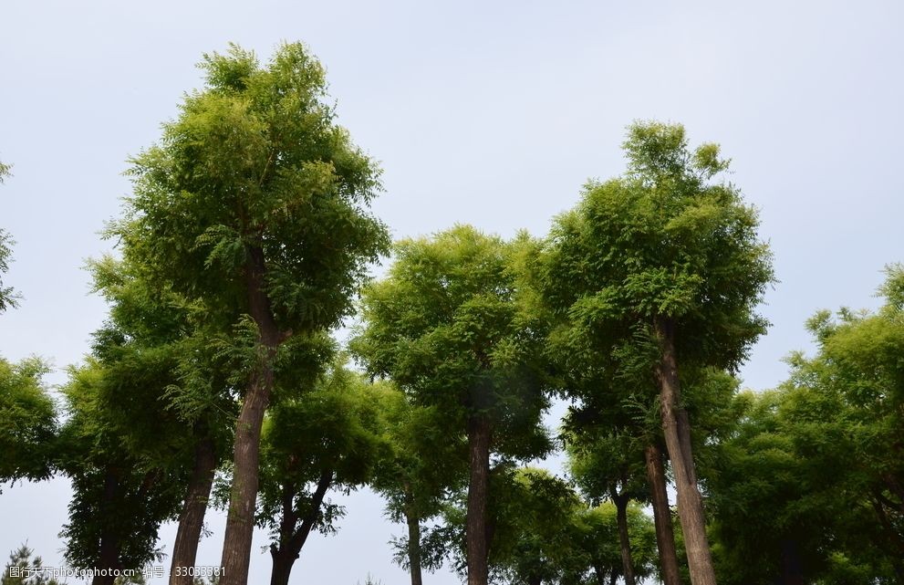 针叶松介绍图片