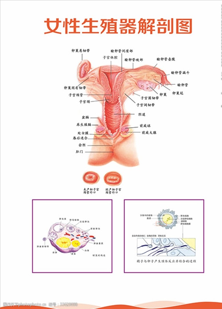 女性生殖器解剖图片 图行天下素材网