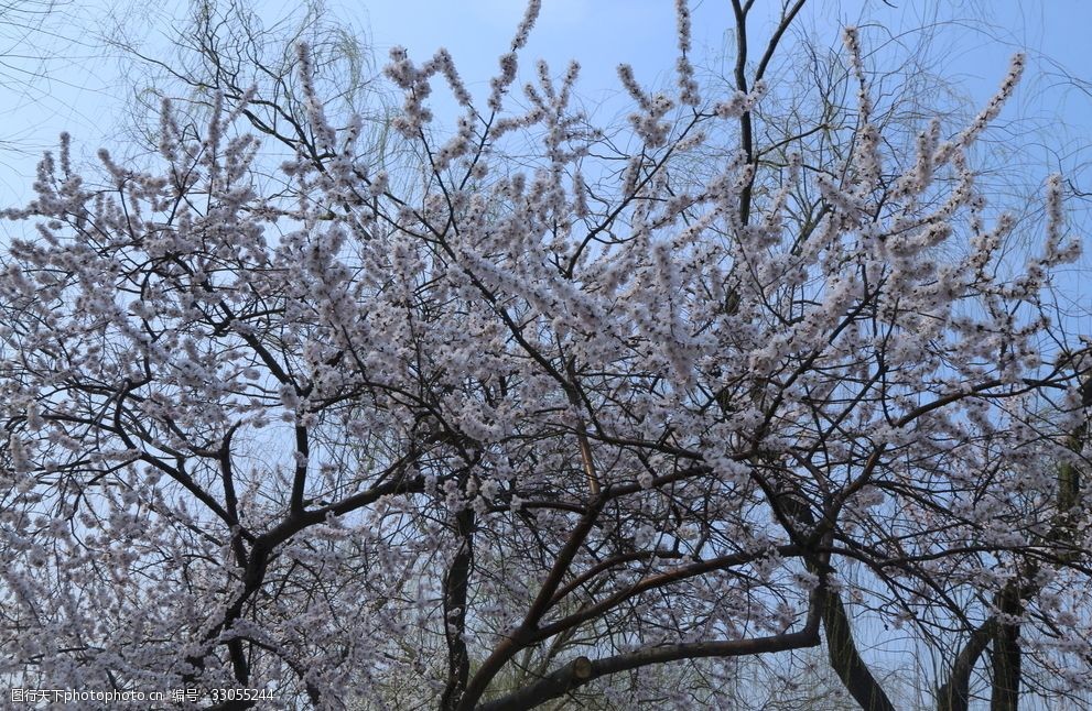 頤和園山桃花