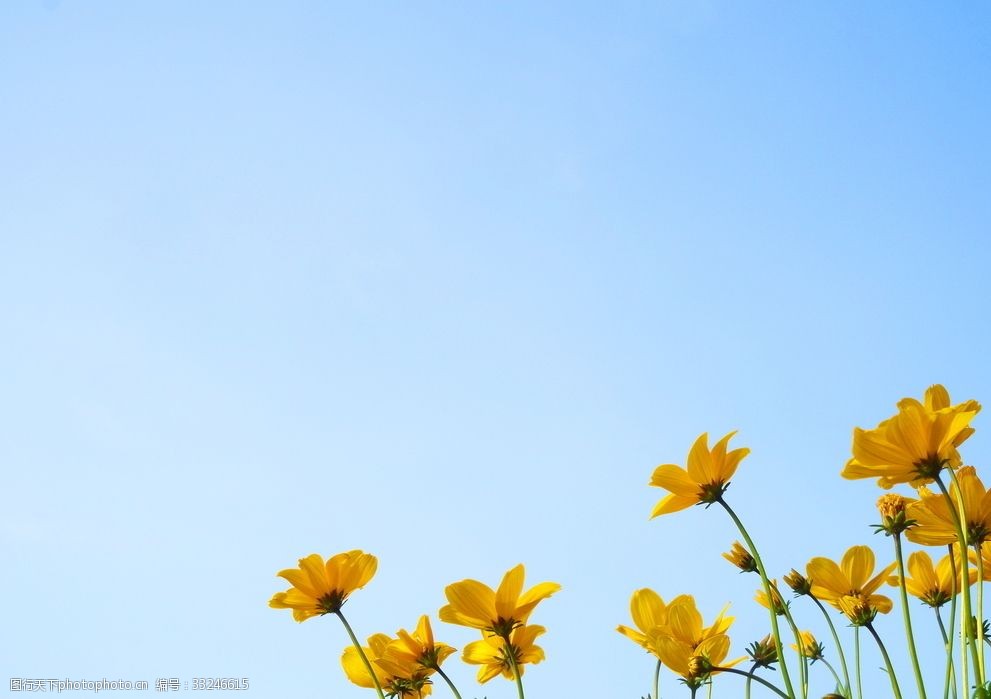 天空背景野花攝影