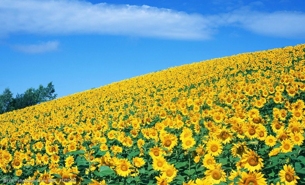 唯美 向日葵 黄花 黄色 植物 风景 摄影 生物世界 花草 300dpi jpg