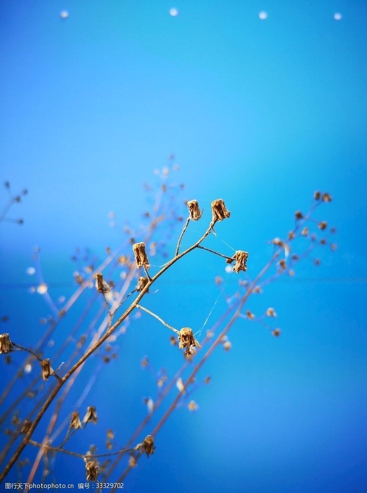 蓝色背景的干枯千里光
