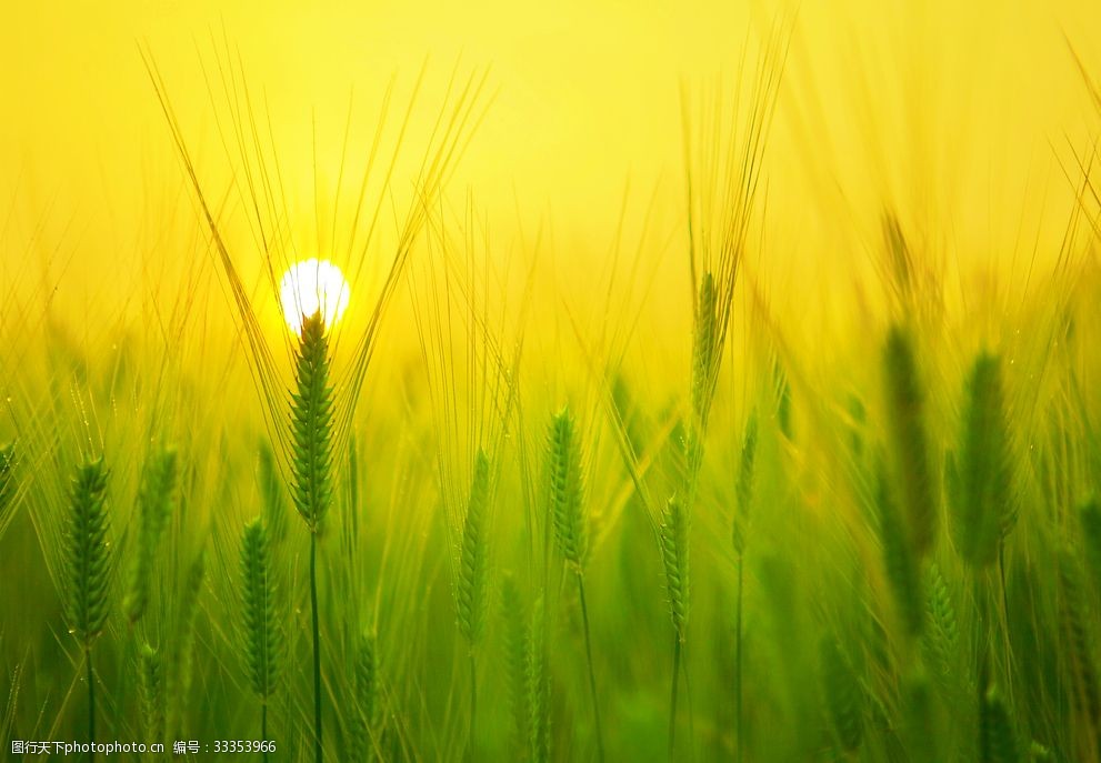 太阳照麦子唯美图片图片